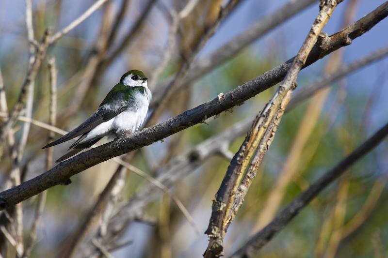 Violet-Green Swallow